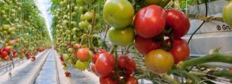 آموزش کاشت گوجه فرنگی هیدروپونیک